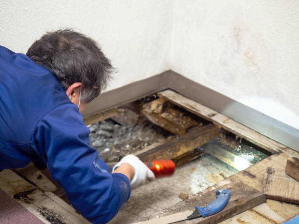 Best Attic Mold Removal  in Manchester, MD