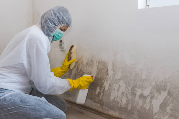 Best Toxic Mold Removal  in Manchester, MD