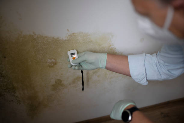 Best Mold Damage Repair  in Manchester, MD