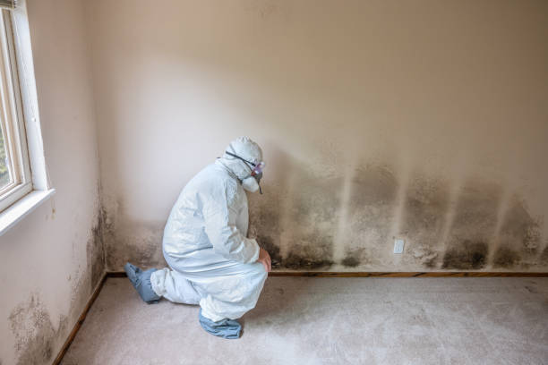 Best Professional Mold Removal  in Manchester, MD