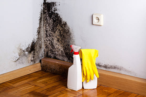 Certified Mold Removal in Manchester, MD