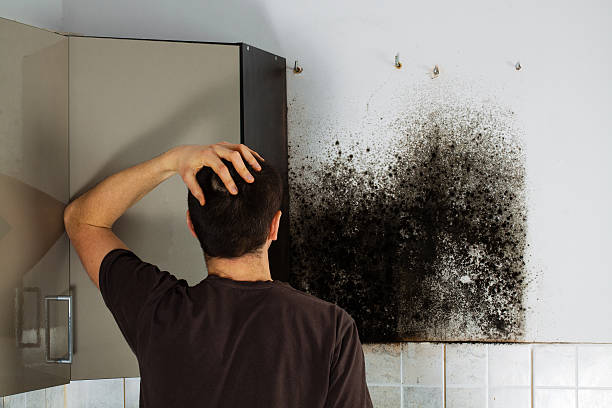 Best Office Mold Removal Services  in Manchester, MD