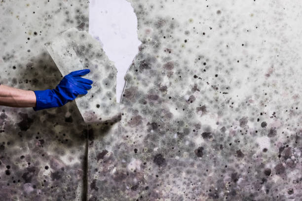 Best Emergency Mold Removal  in Manchester, MD