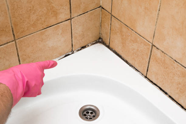 Best Commercial Mold Removal  in Manchester, MD