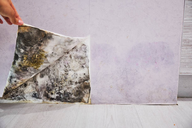 Best Mold Remediation Services  in Manchester, MD